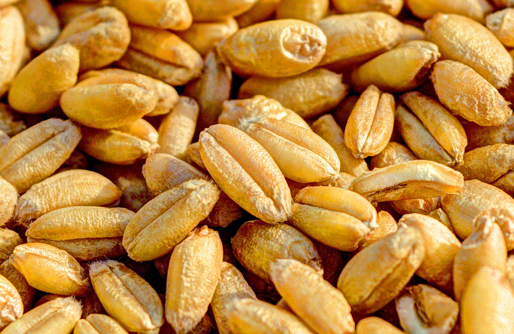 Organic and Imported Food and Feed Contols image