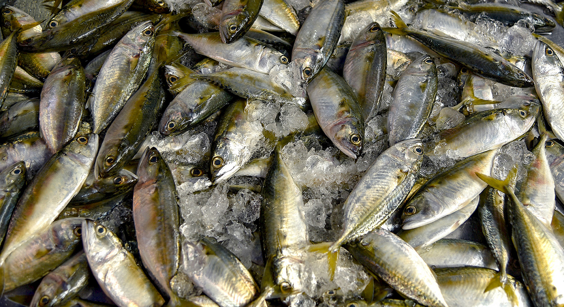 Ban on imports fish caught by Belize, Cambodia and Guinea fishing vessels image