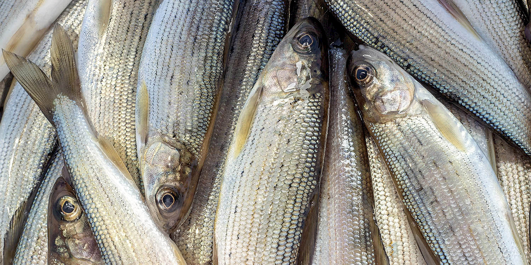 Controls Over Indian Farmed Fishery Products image
