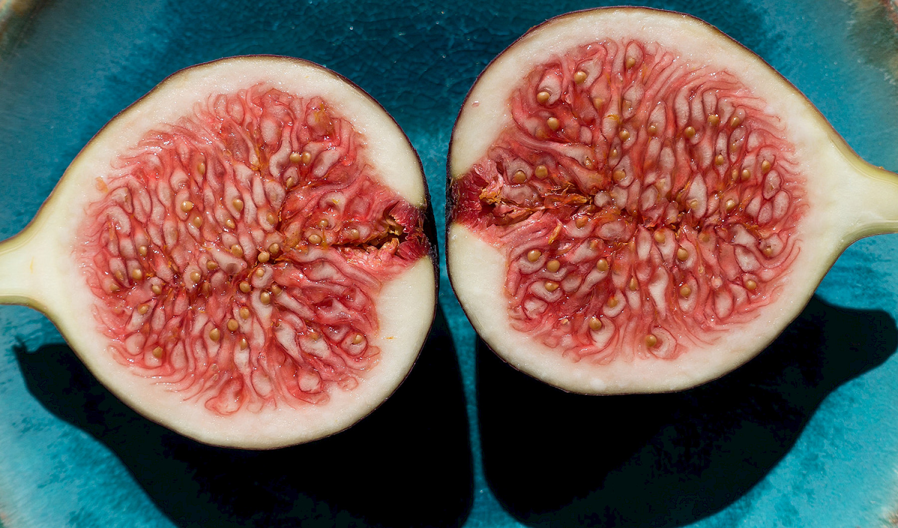 Fig Jam - Import Conditions image