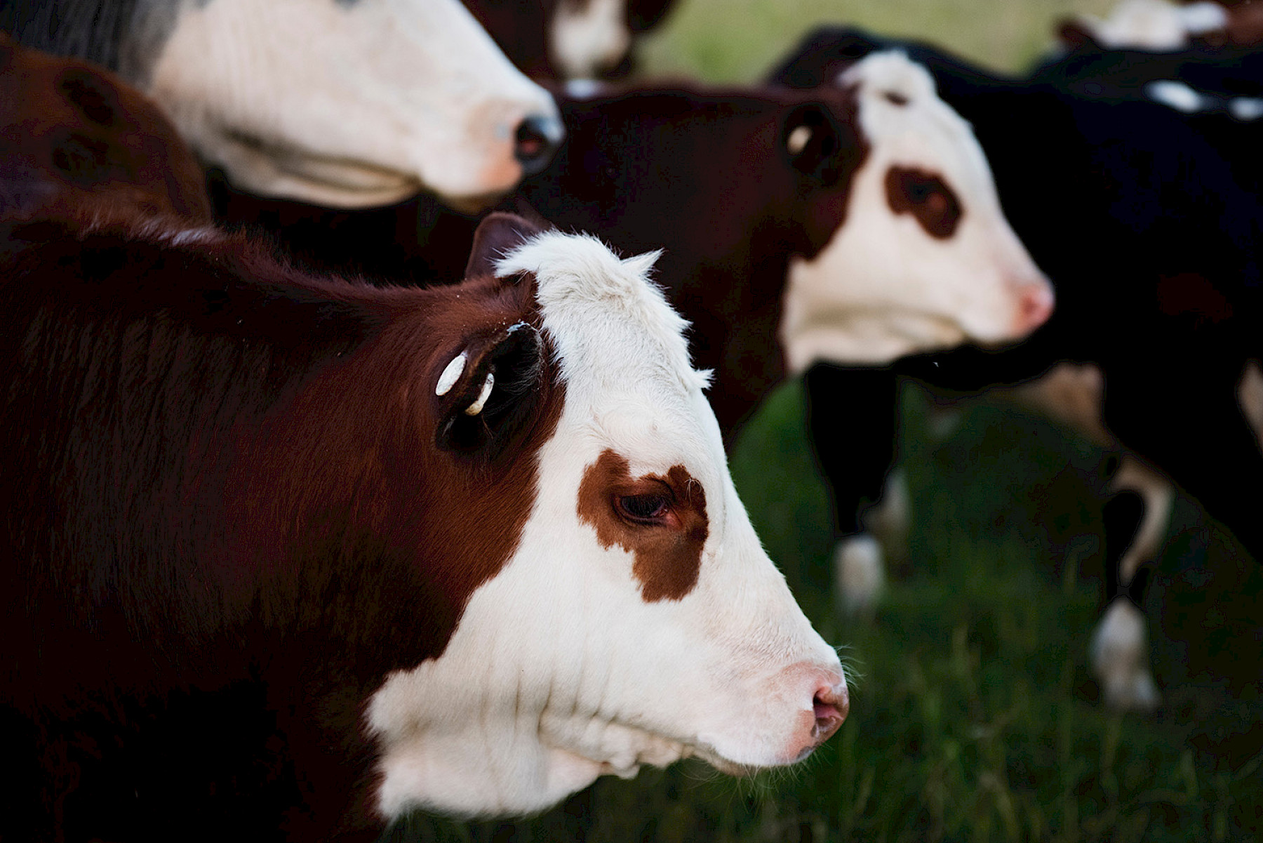 DEFRA Update: SPS import systems – end of transition update image
