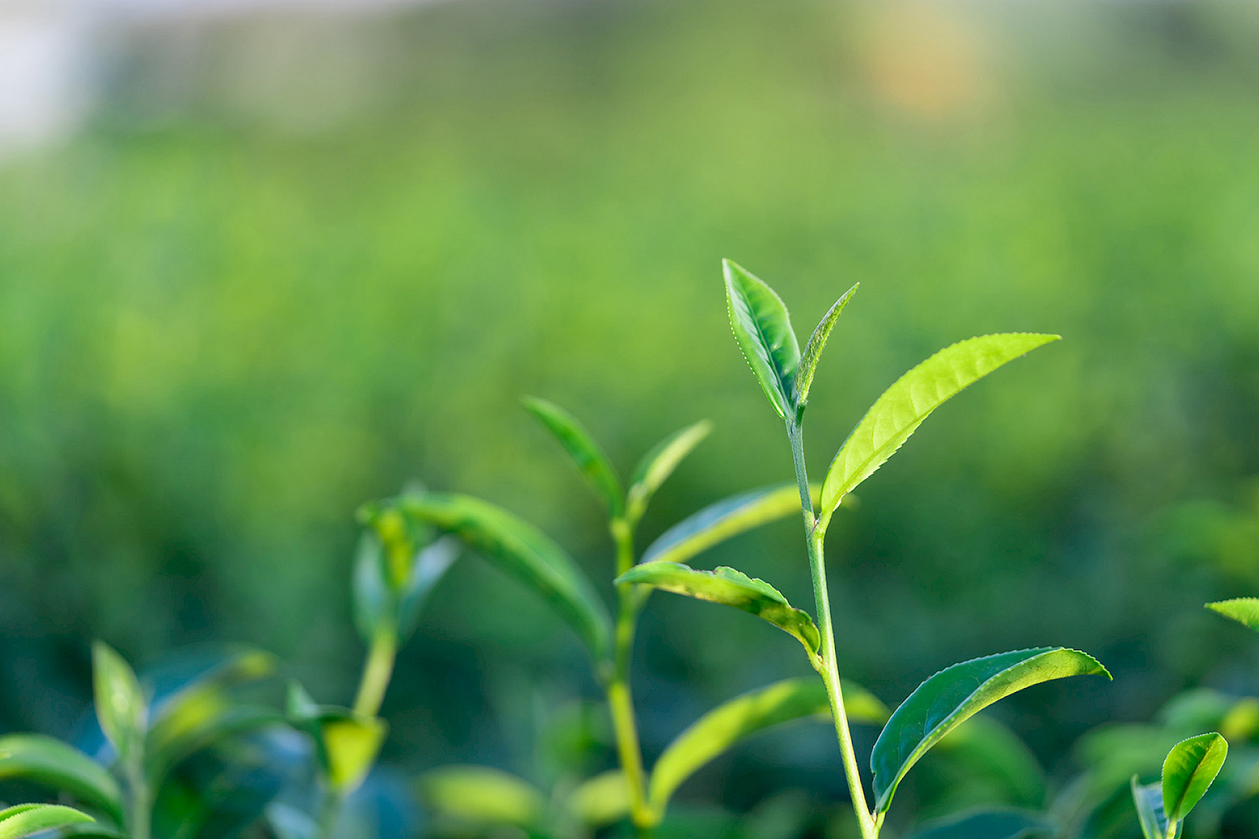 Latest advice from DEFRA regarding Organic Certificates of Inspection (CoI) image