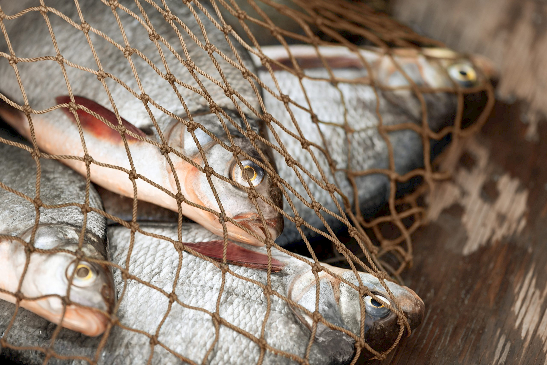How SCPHA tackles illegal fishing on World Ocean Day image