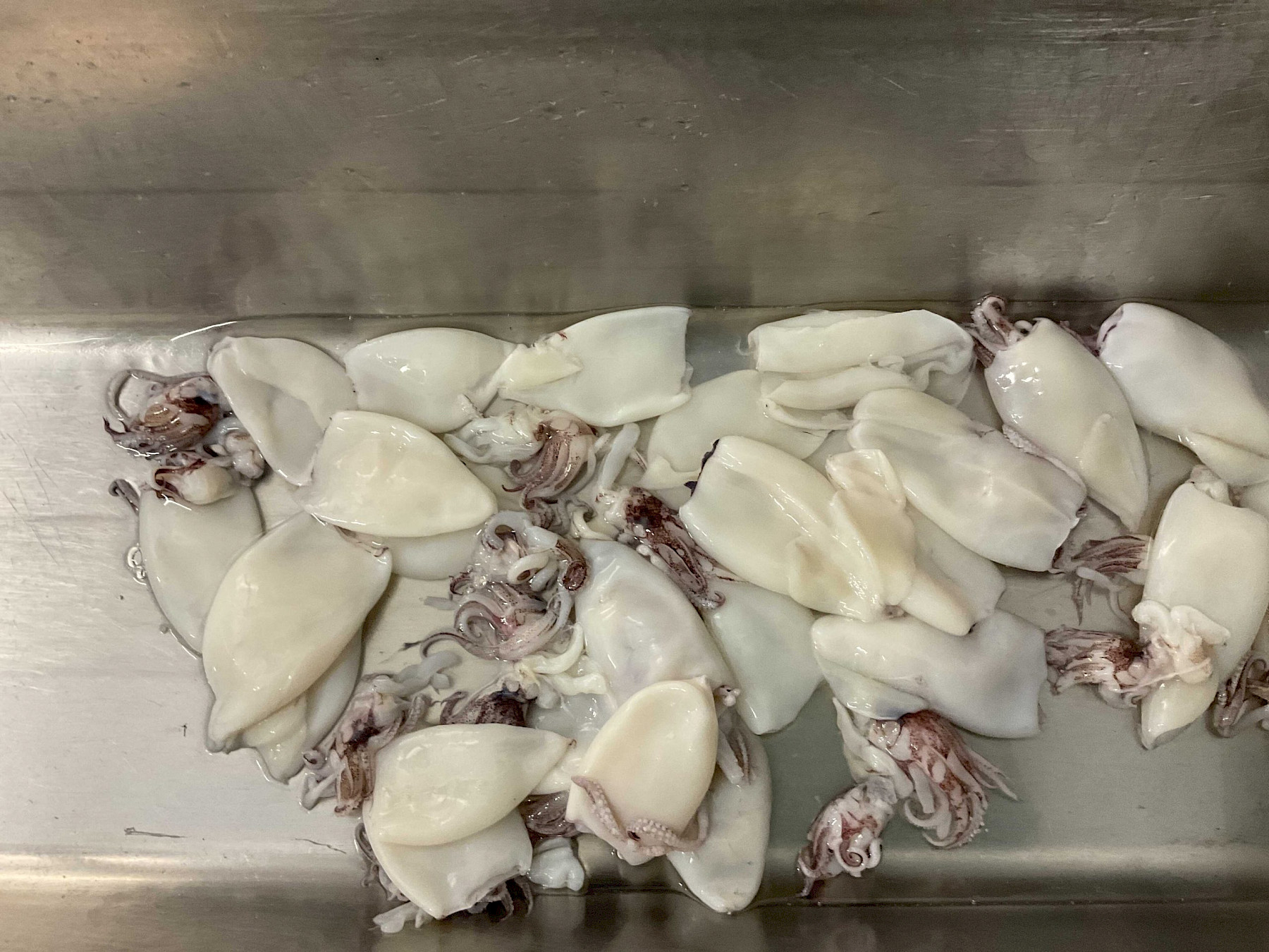 Irradiated prawns and undeclared seafood targeted by SCPHA for OPSON XI image