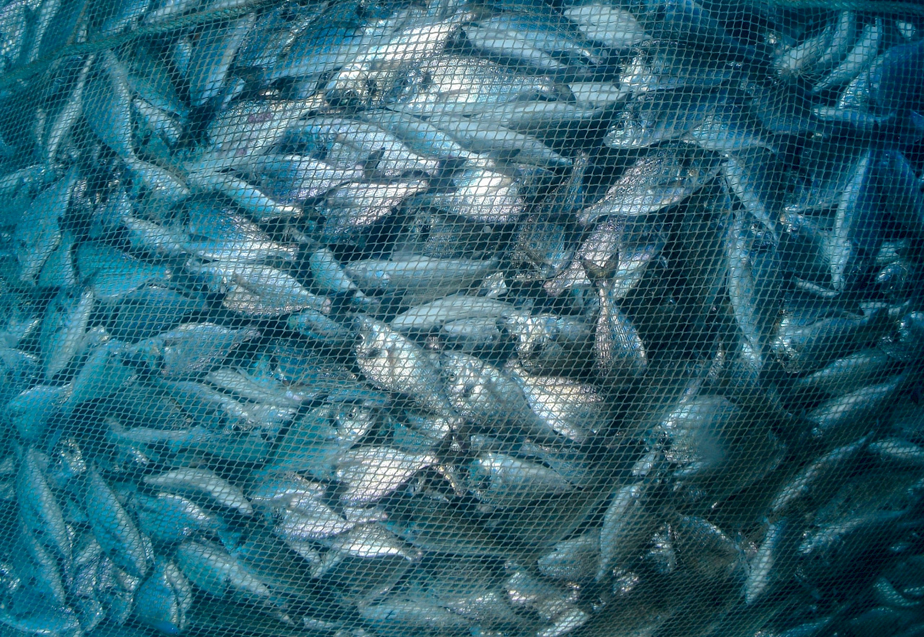 Implementation of IUU Documentation Requirements for Wild Caught Fish Imports image