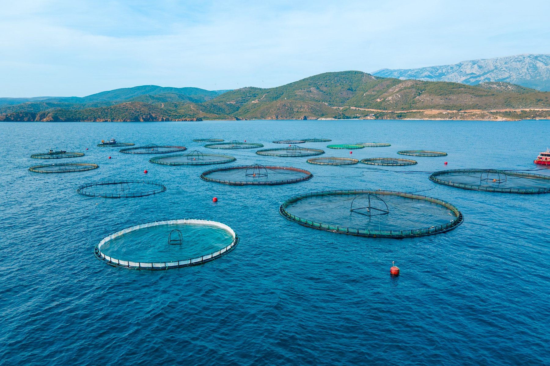 DEFRA Tightens Regulations on Fish Import Documentation to Combat Misreporting image