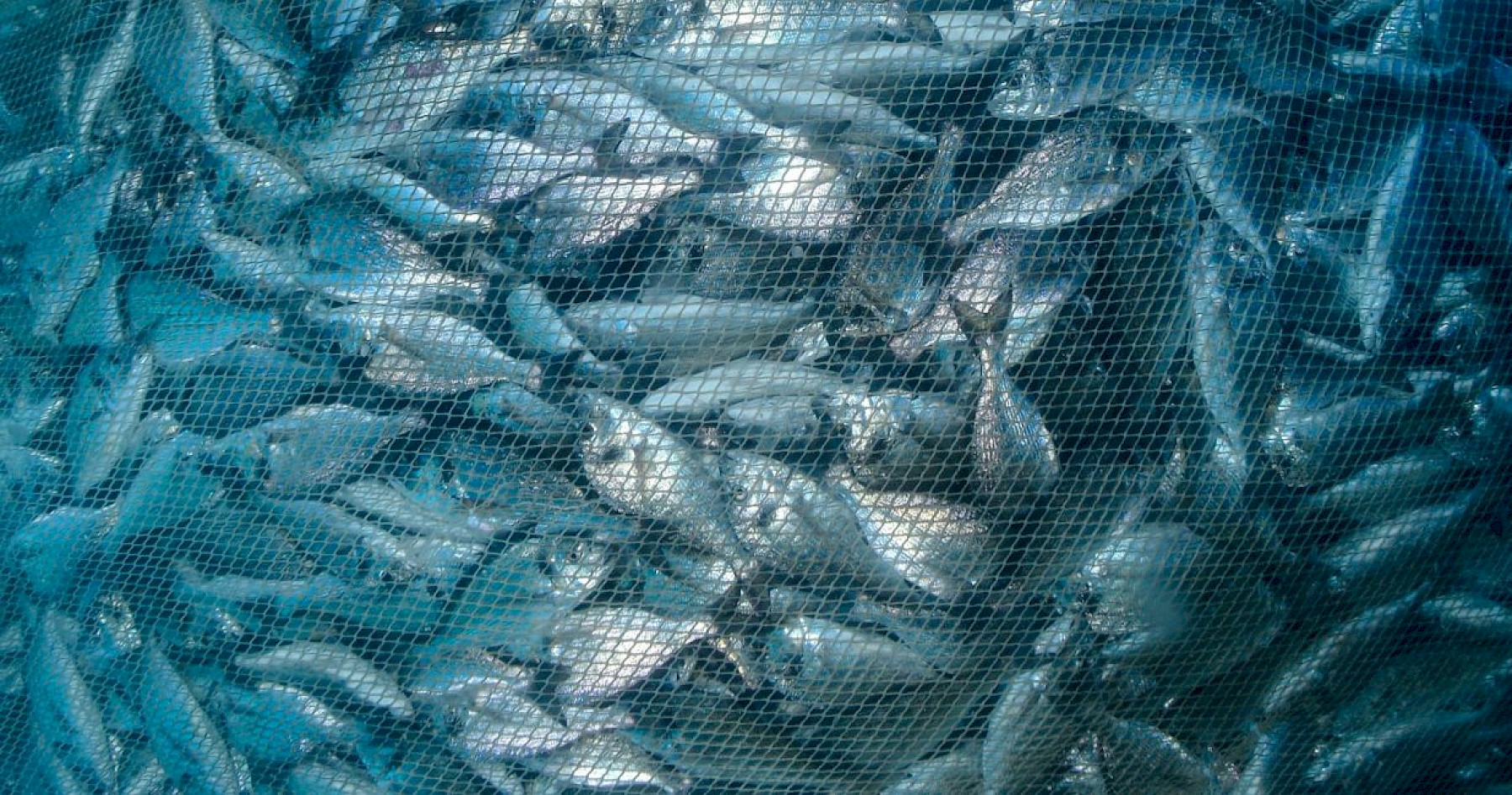 Important Update: EU 2026 IUU Regulation Changes and Implications for UK Imports image